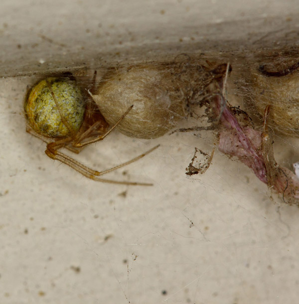 saco de huevos de araña doméstica común