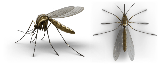 Demon Play Apellido balcón Cómo deshacerse de los mosquitos? | Ayuda de expertos | Marca Raid® | SC  Johnson