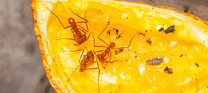 Qué comen las hormigas 